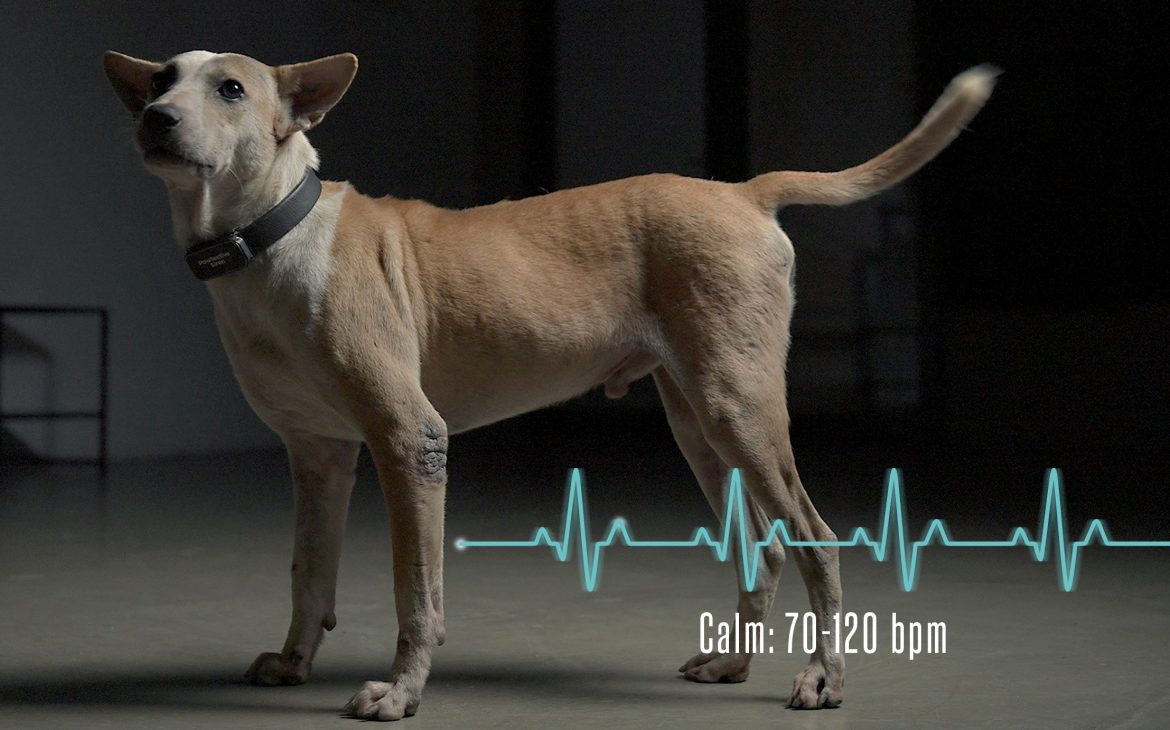 Harapan Baru Gerakan Anti Penyiksaan Hewan, Pawtective Siren Hadirkan Alarm Pintar untuk Lindungi Anjing di Indonesia