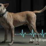 Harapan Baru Gerakan Anti Penyiksaan Hewan, Pawtective Siren Hadirkan Alarm Pintar untuk Lindungi Anjing di Indonesia